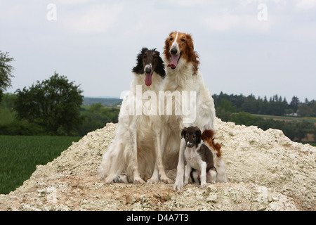 Hund-Barzoi / Barsoi / Russian Wolfhound / Barsoi zwei Welpen und Erwachsene Stockfoto