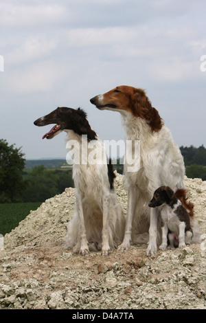 Hund-Barzoi / Barsoi / Russian Wolfhound / Barsoi zwei Welpen und Erwachsene Stockfoto