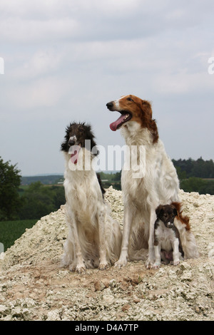 Hund-Barzoi / Barsoi / Russian Wolfhound / Barsoi zwei Welpen und Erwachsene Stockfoto