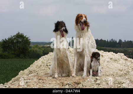 Hund-Barzoi / Barsoi / Russian Wolfhound / Barsoi zwei Welpen und Erwachsene Stockfoto