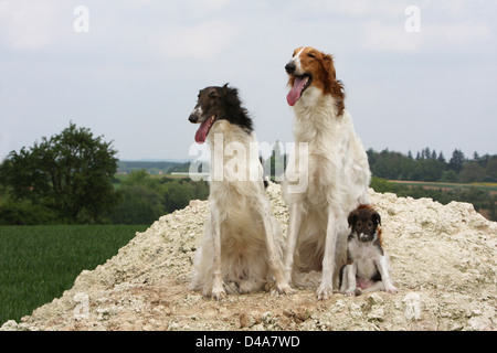 Hund-Barzoi / Barsoi / Russian Wolfhound / Barsoi zwei Welpen und Erwachsene Stockfoto