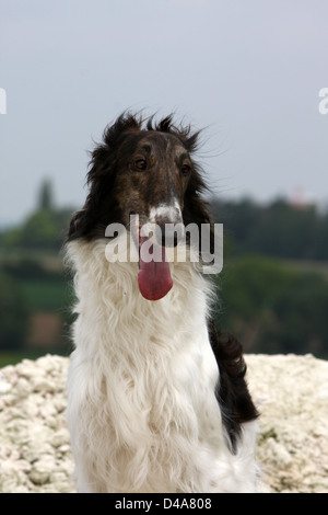 Hund-Barzoi / Barsoi / Russian Wolfhound / Barsoi Erwachsenen Porträt Stockfoto