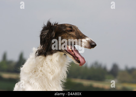 Hund-Barzoi / Barsoi / Russian Wolfhound / Barsoi Erwachsenen Porträt Stockfoto