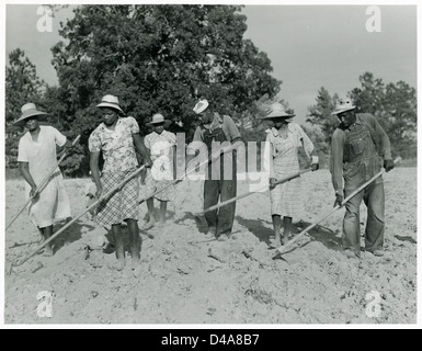 Die Familie von Herrn Leroy Dunn, hacken Baumwolle in einem gemieteten Fi... Stockfoto