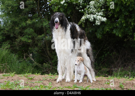 Hund-Barzoi / Barsoi / Russian Wolfhound / Barsoi Welpen und Erwachsene Stockfoto