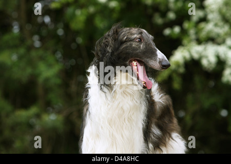 Hund-Barzoi / Barsoi / Russian Wolfhound / Barsoi Erwachsenen Porträt Stockfoto