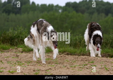 Hund-Barzoi / Barsoi / Russian Wolfhound / Barsoi / / zwei Erwachsene zu Fuß in ein Feld Stockfoto