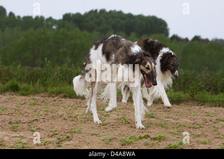 Hund-Barzoi / Barsoi / Russian Wolfhound / Barsoi / / zwei Erwachsene zu Fuß in ein Feld Stockfoto