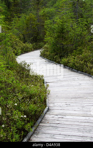 Eine verwitterte Holzsteg Kurven außer Sichtweite im Eagle Hill Bog botanischen Garten auf Campobello Island, Kanada. Stockfoto