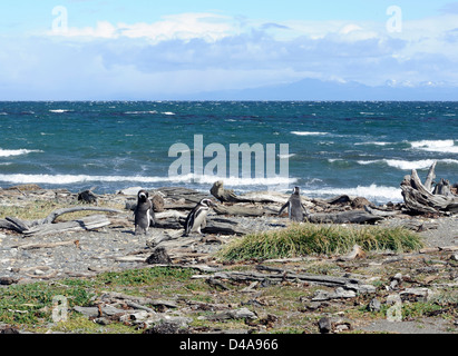 Drei Magellan-Pinguine (Spheniscus Magellanicus) Fuß in Richtung Meer am Strand von ihre Verschachtelung Kolonie am Otway Sound. Stockfoto