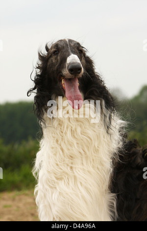 Hund-Barzoi / Barsoi / Russian Wolfhound / Barsoi Erwachsenen Porträt Stockfoto