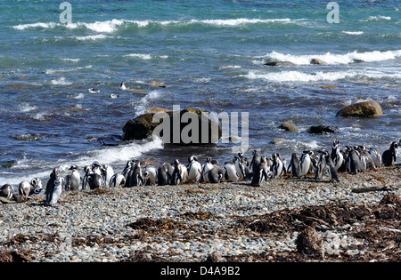 Magellan-Pinguine (Spheniscus Magellanicus) am Strand und waschen im Meer nach ihren Morgen Angelausflug. Stockfoto