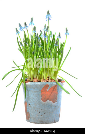 Blaue Muscari im Frühjahr auf weißem Hintergrund Stockfoto