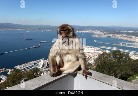 Ein Berberaffe sitzt auf einem Zaun an der Bergstation der Seilbahn Gibraltar Stockfoto