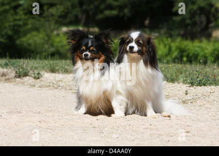 Phalène und Papillon Hund / Continental Toy Spaniel Phalène und Schmetterling Hund / zwei Erwachsene sitzen auf einer Wiese Stockfoto