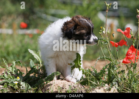 Phalène Hund / Continental Toy Spaniel Phalene Hund Welpe Blumen riechen Stockfoto