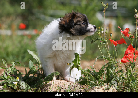 Phalène Hund / Continental Toy Spaniel Phalene Hund Welpen riechen Pflanzen Stockfoto