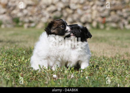 Phalène Hund / Continental Toy Spaniel Phalene zwei Hundewelpen sitzen auf einer Wiese Stockfoto