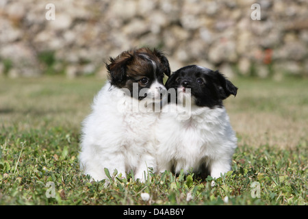 Phalène Hund / Continental Toy Spaniel Phalene zwei Hundewelpen sitzen auf einer Wiese Stockfoto
