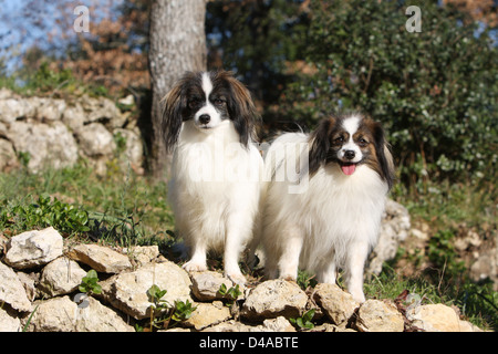 Phalène Hund / Continental Toy Spaniel Phalene Hund zwei Erwachsene auf den Felsen stehend Stockfoto