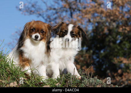 Hund Hund Phalène / Continental Toy Spaniel Phalene Hund zwei Erwachsene sitzen auf einer Wiese Stockfoto