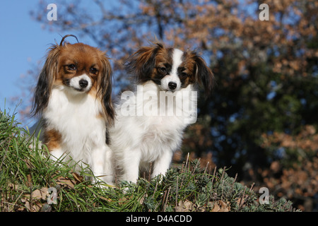 Phalène Hund / Continental Toy Spaniel Phalene Hund zwei Erwachsene sitzen auf einer Wiese Stockfoto