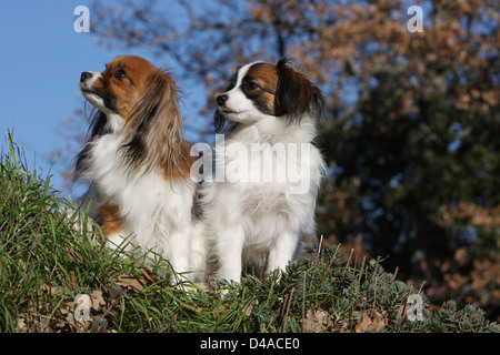 Phalène Hund / Continental Toy Spaniel Phalene Hund zwei Erwachsene sitzen auf einer Wiese Stockfoto