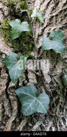 Efeu Klettern auf Baumstamm Stockfoto