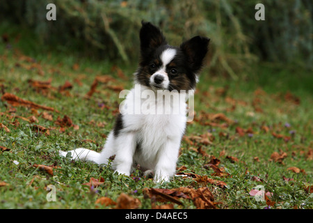 Papillon Hund / Continental Toy Spaniel Schmetterling Hund Welpe sitzt in einem Park Stockfoto