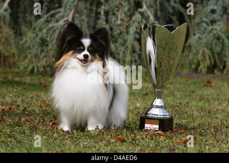 Papillon Hund / Continental Toy Spaniel Schmetterling Hund Erwachsenen stand neben seinem Trophy (CACIB Dog Show METZ 2009) Stockfoto