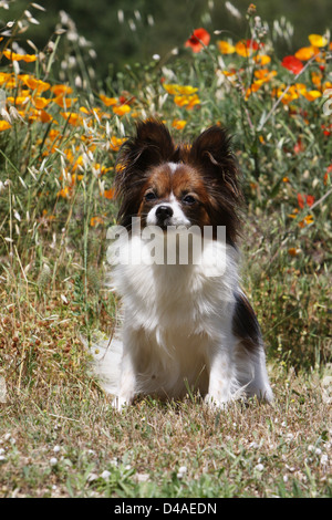 Papillon Hund / Continental Toy Spaniel Schmetterling Hund Erwachsenen sitzen auf einer Wiese Stockfoto