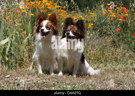 Papillon Hund / Continental Toy Spaniel Schmetterling Hund zwei Erwachsene sitzen auf einer Wiese Stockfoto