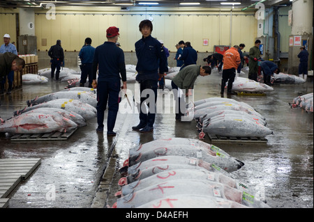 Vor der Auktion inspizieren Kaufinteressenten gefrorenen Thunfisch im Großhandel Fischmarkt Tsukiji, weltweit größten Fischmarkt in Tokio. Stockfoto