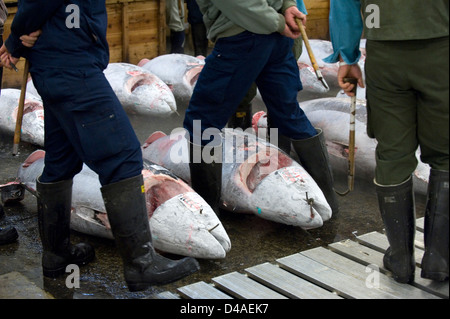 Vor der Auktion inspizieren Kaufinteressenten gefrorenen Thunfisch im Großhandel Fischmarkt Tsukiji, weltweit größten Fischmarkt in Tokio. Stockfoto