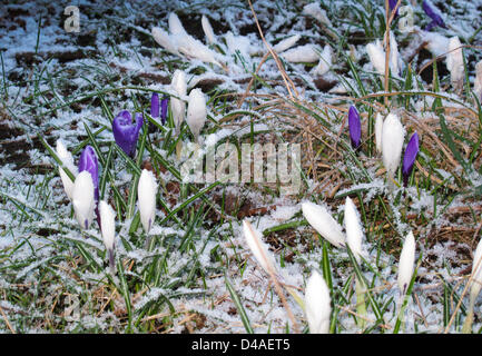 Kelvingrove Park, Glasgow, Vereinigtes Königreich. 10. März 2013.   Winter kehrt nach Kelvingrove Park mit zahlreichen Schneegestöber im Laufe des Tages. Frühe Krokusse im Schnee. Stockfoto