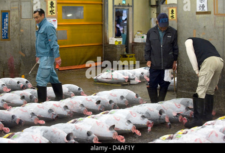 Vor der Auktion inspizieren Kaufinteressenten gefrorenen Thunfisch im Großhandel Fischmarkt Tsukiji, weltweit größten Fischmarkt in Tokio. Stockfoto