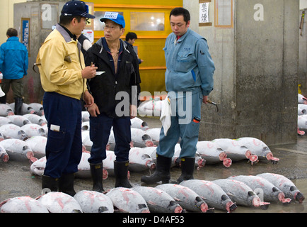 Vor der Auktion diskutieren Kaufinteressenten gefrorenen Thunfisch im Großhandel Fischmarkt Tsukiji, weltweit größten Fischmarkt in Tokio Stockfoto