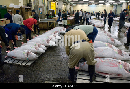 Vor der Auktion inspizieren Kaufinteressenten gefrorenen Thunfisch im Großhandel Fischmarkt Tsukiji, weltweit größten Fischmarkt in Tokio. Stockfoto