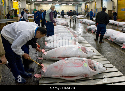 Vor der Auktion inspizieren Kaufinteressenten gefrorenen Thunfisch im Großhandel Fischmarkt Tsukiji, weltweit größten Fischmarkt in Tokio. Stockfoto