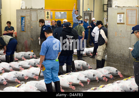 Auktionator schreit wie Kunden unter gefrorenen Thunfisch versteigert Großhandel Tsukiji-Fischmarkt in Tokio gehen. Stockfoto