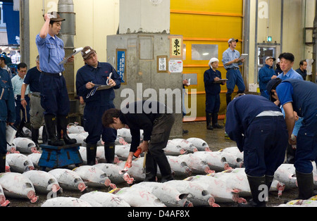 Auktionator schreit wie Kunden unter gefrorenen Thunfisch versteigert Großhandel Tsukiji-Fischmarkt in Tokio gehen. Stockfoto