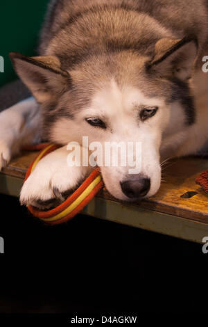 Birmingham, Vereinigtes Königreich. 10. März 2013. Crufts internationale Hundeausstellung statt im National Exhibition Centre, Birmingham am 10. März 2013. Crufts ist die weltweit führende Hundeausstellung. Bildnachweis: Paul Hastie / Alamy Live News Stockfoto