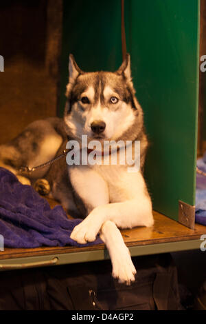 Birmingham, Vereinigtes Königreich. 10. März 2013. Crufts internationale Hundeausstellung statt im National Exhibition Centre, Birmingham am 10. März 2013. Crufts ist die weltweit führende Hundeausstellung. Bildnachweis: Paul Hastie / Alamy Live News Stockfoto