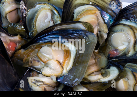 Frische Austern für Verkauf in den Händlerbereich an Großhandel Tsukiji-Fischmarkt, der weltweit größten Fischmarkt in Tokio, Japan. Stockfoto