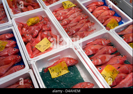 Red Snapper auf Eis zum Verkauf an Großhandel Tsukiji-Fischmarkt, der weltweit größten Fischmarkt in Tokio, Japan Stockfoto