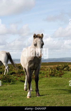 Wildes Pferd auf der Gower Peninsula in Wales, Großbritannien, britisches Land, walisisches Pony Stockfoto