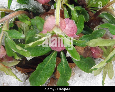 Natur im winter Stockfoto