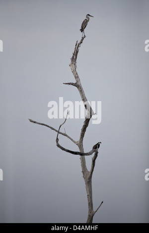 Cocoi Reiher (oben), Ardea cocoi und Osprey, Pandion haliaetus, in einem trockenen Baum in Lago Bayano, Panama Provinz, Republik Panama. Stockfoto