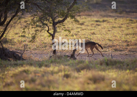 Coyote, Canis latrans, in der Nähe von Cenegon del Mangle, Provinz Herrera, Republik Panama, Mittelamerika. Stockfoto