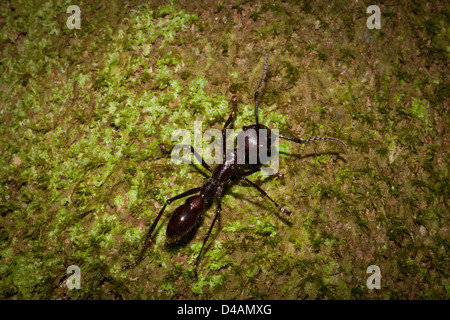 Bullet Ant, Parponera clavata, im Regenwald an Burbayar Naturschutzgebiet, Panama Provinz, Republik Panama. Stockfoto